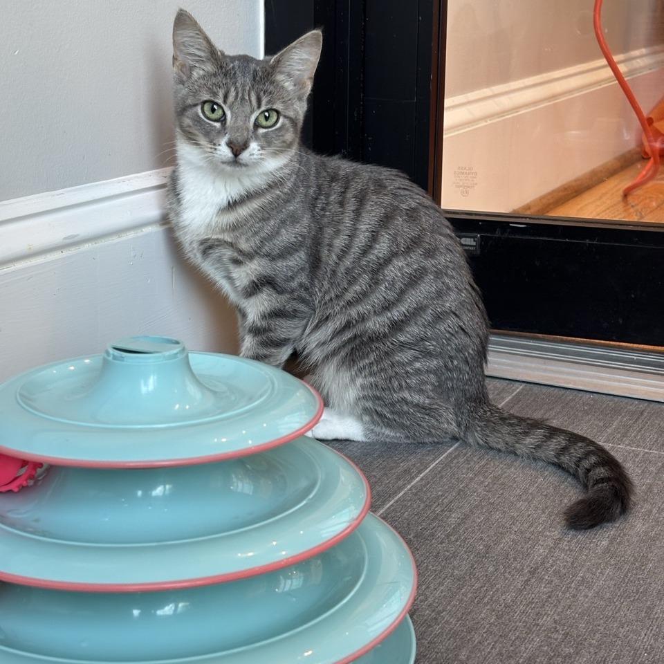 Gravy, Adoptable, Kitten Female Domestic Short Hair.