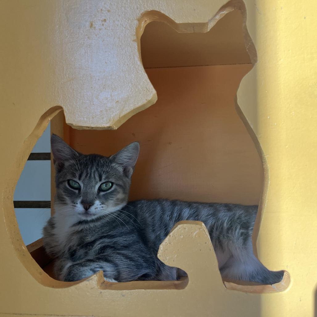 Gravy, Adoptable, Kitten Female Domestic Short Hair.