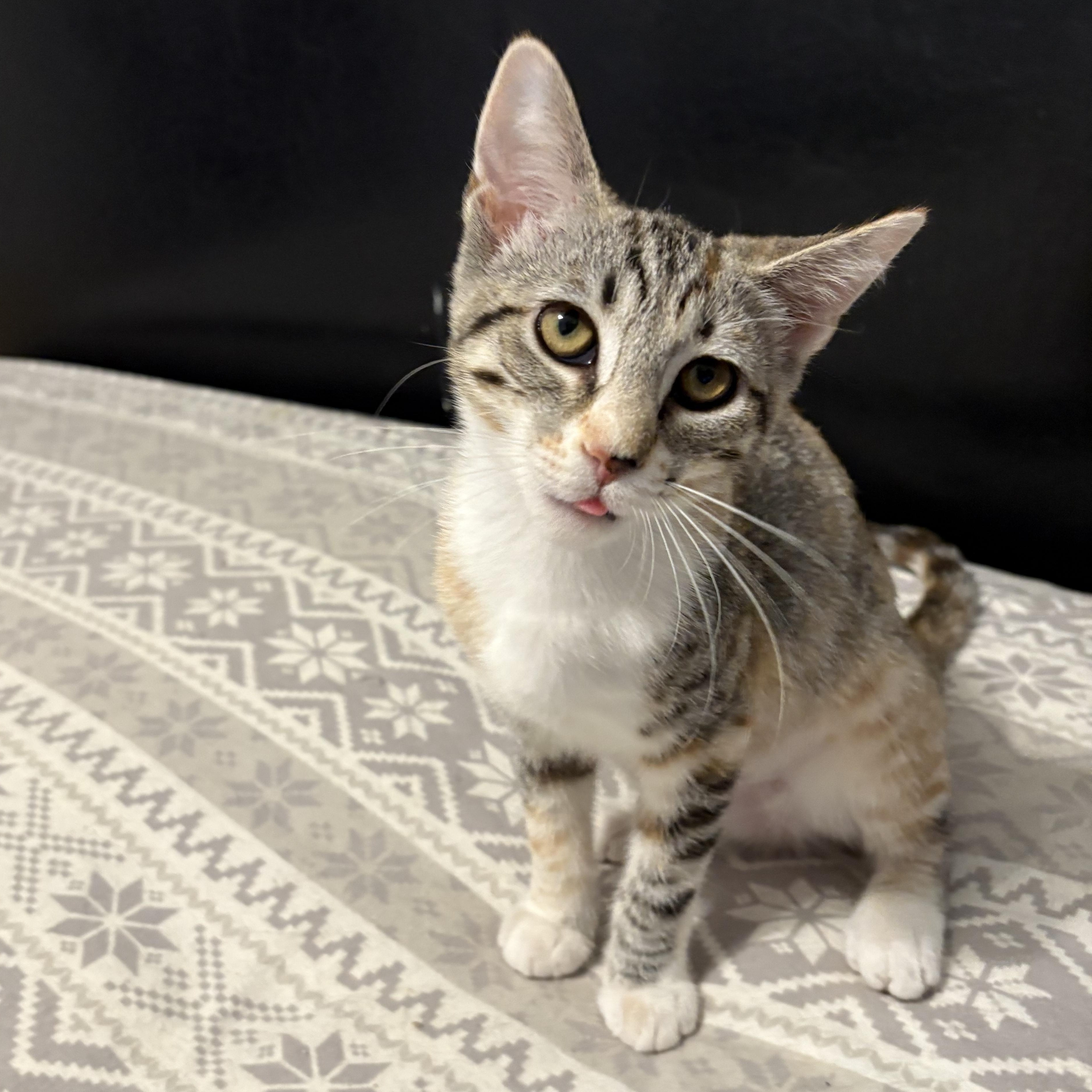 Darjeeling, a Adoptable Domestic Short Hair in La Canada, CA image 2/2
