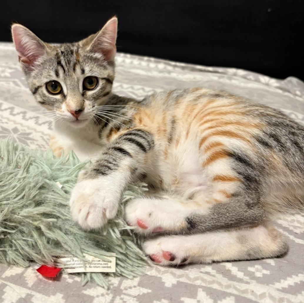 Darjeeling, Adoptable, Kitten Female Domestic Short Hair.