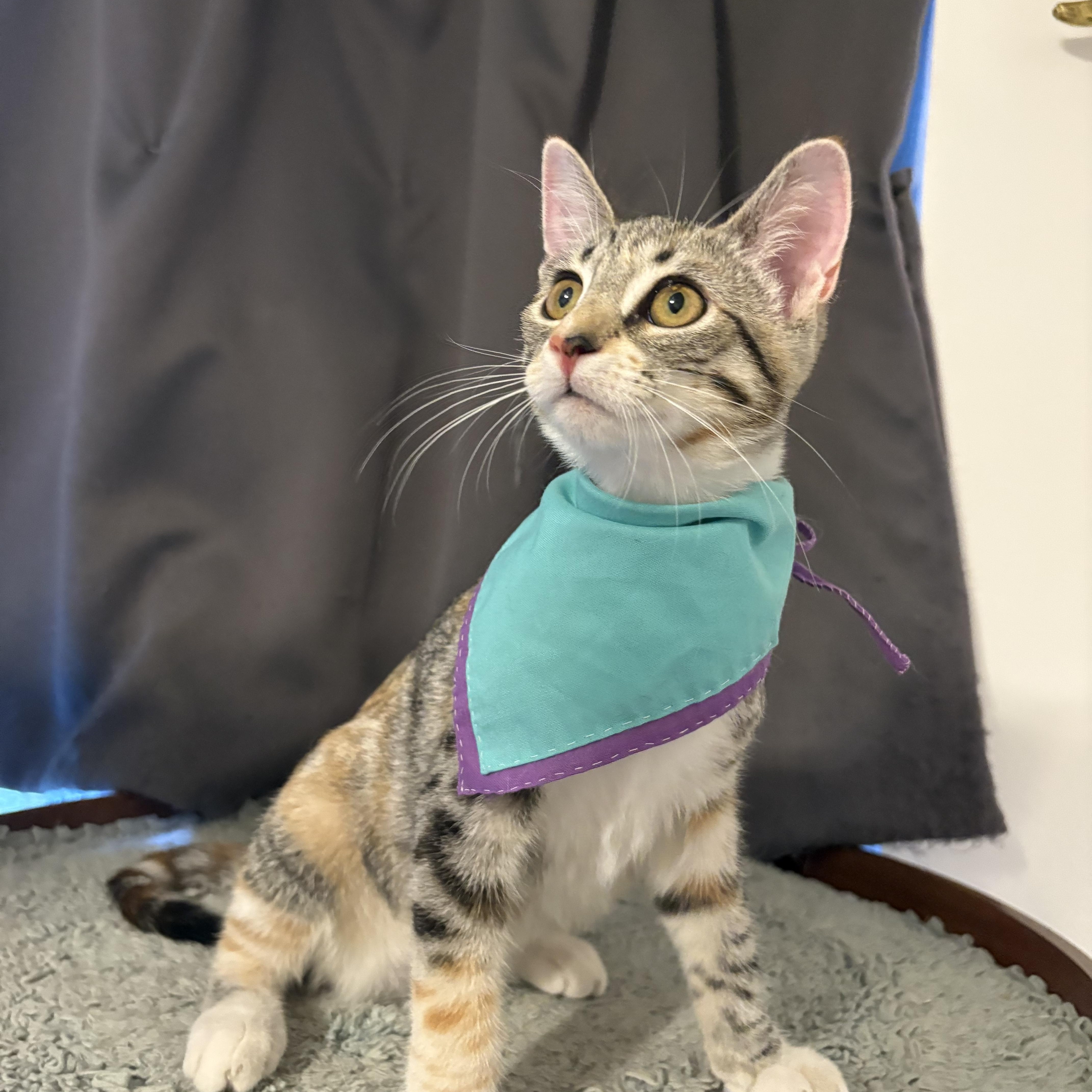 Darjeeling, a Adoptable Domestic Short Hair in La Canada, CA image 3/3