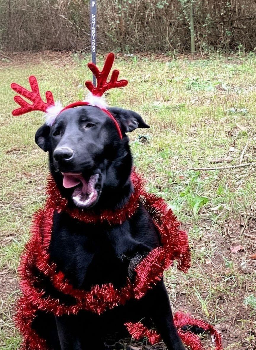 Roxy, a Adoptable mixed breed in Willington, CT image 1/5