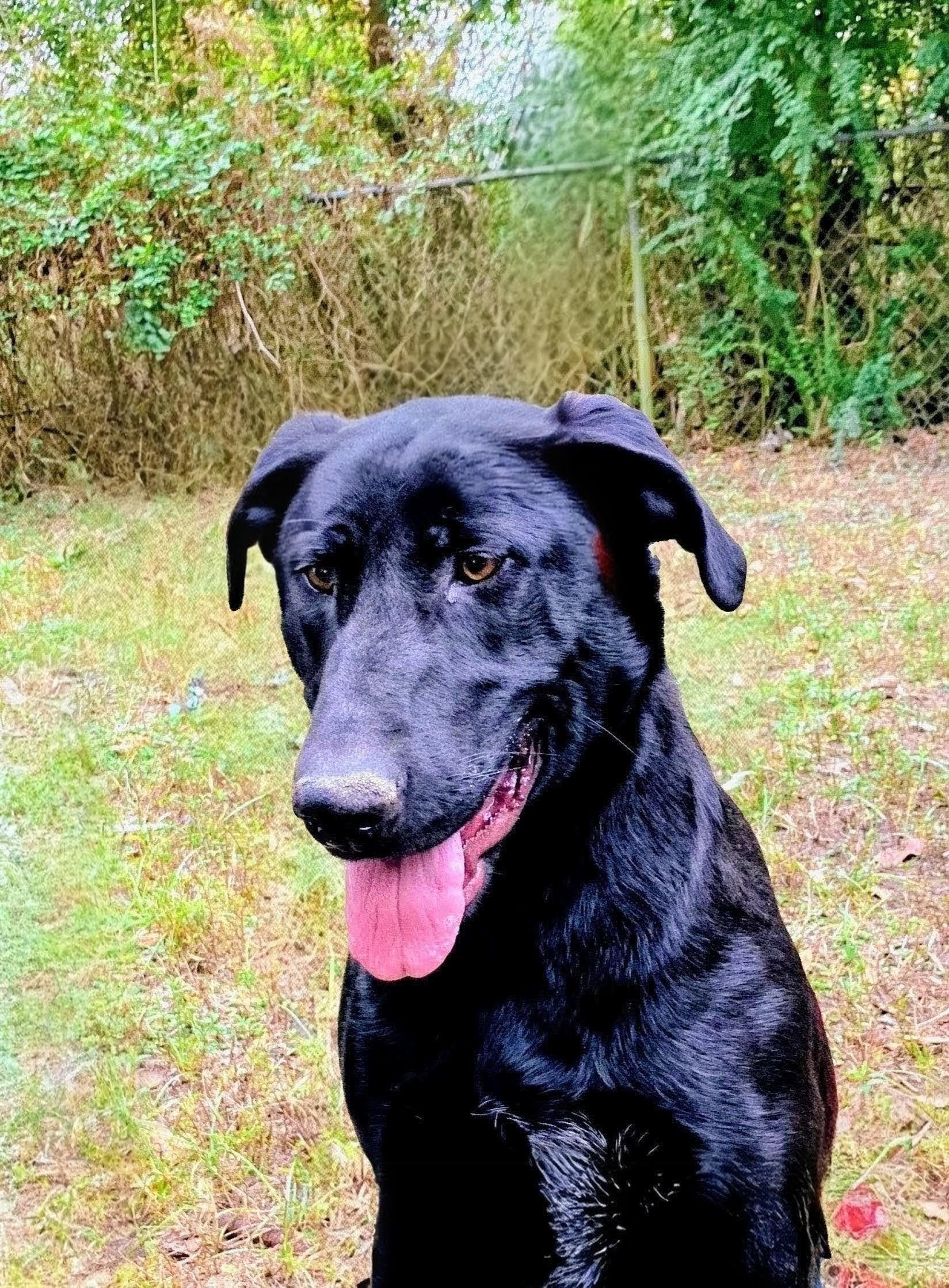 Enlarge Roxy, a Adoptable mixed breed in Willington, CT image 5/6