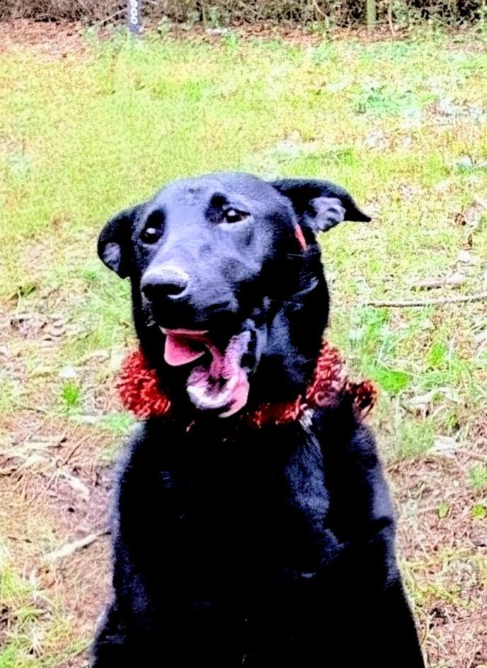 Enlarge Roxy, a Adoptable mixed breed in Willington, CT image 4/6