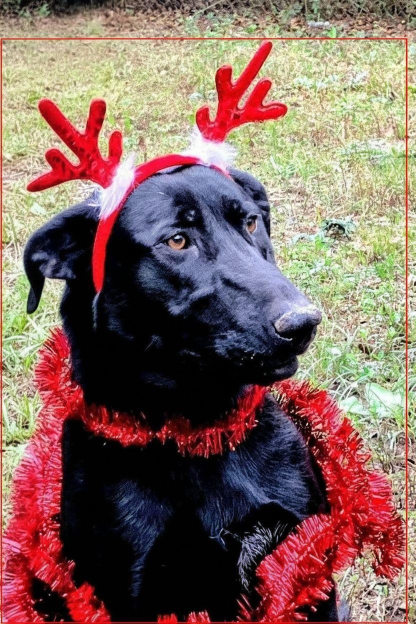 Roxy, a Adoptable mixed breed in Willington, CT image 2/5