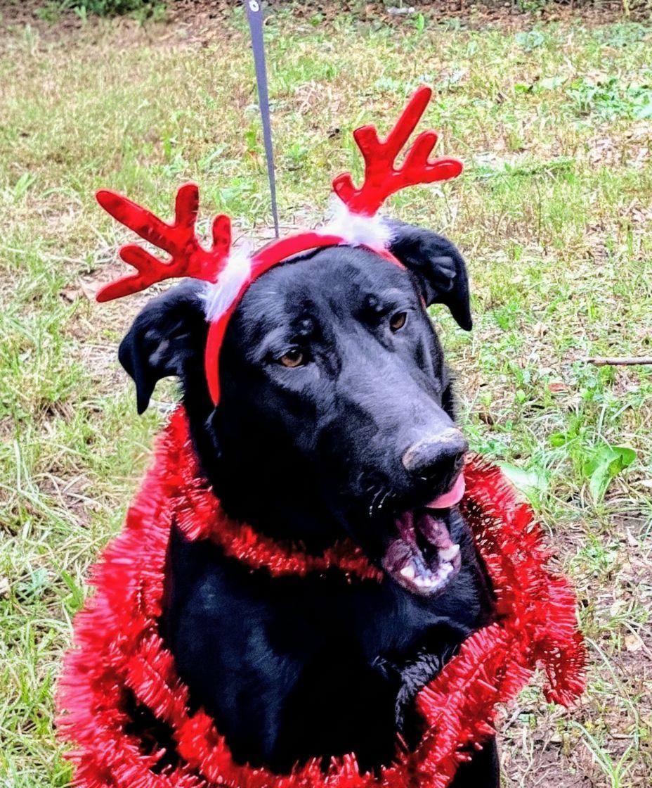 Roxy, Adoptable, Young Female Black Labrador Retriever & Labrador Retriever.