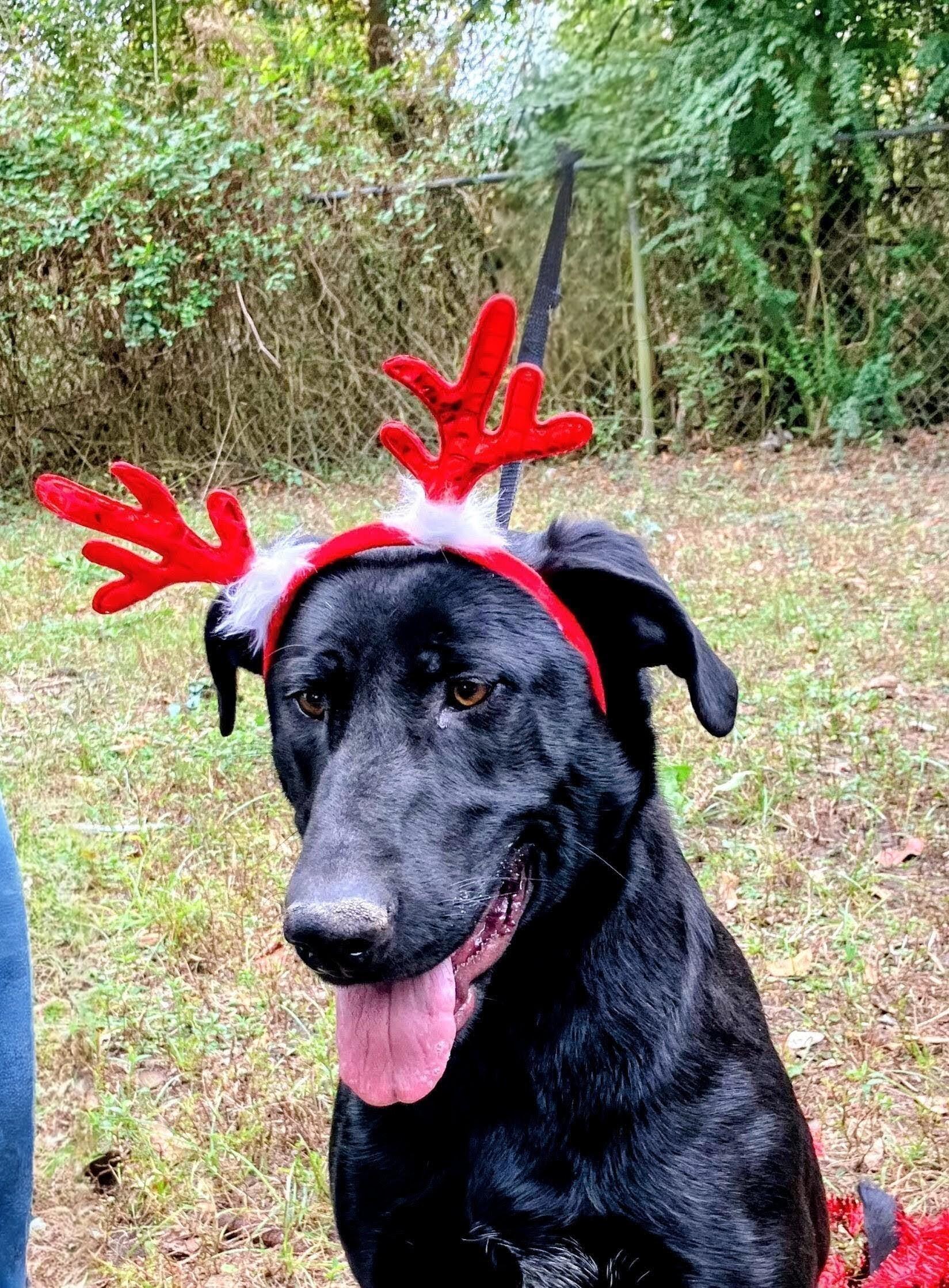 Roxy, a Adoptable mixed breed in Willington, CT image 3/5