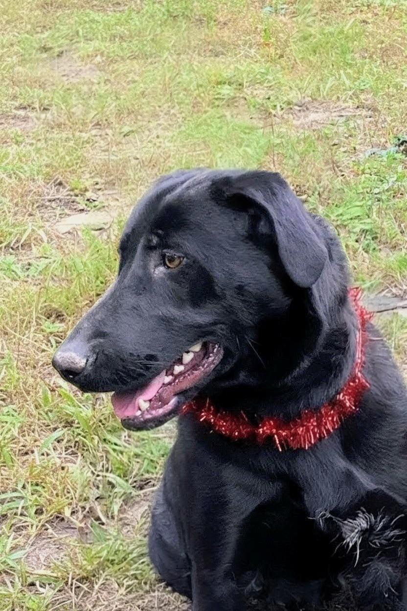 Enlarge Roxy, a Adoptable mixed breed in Willington, CT image 1/6