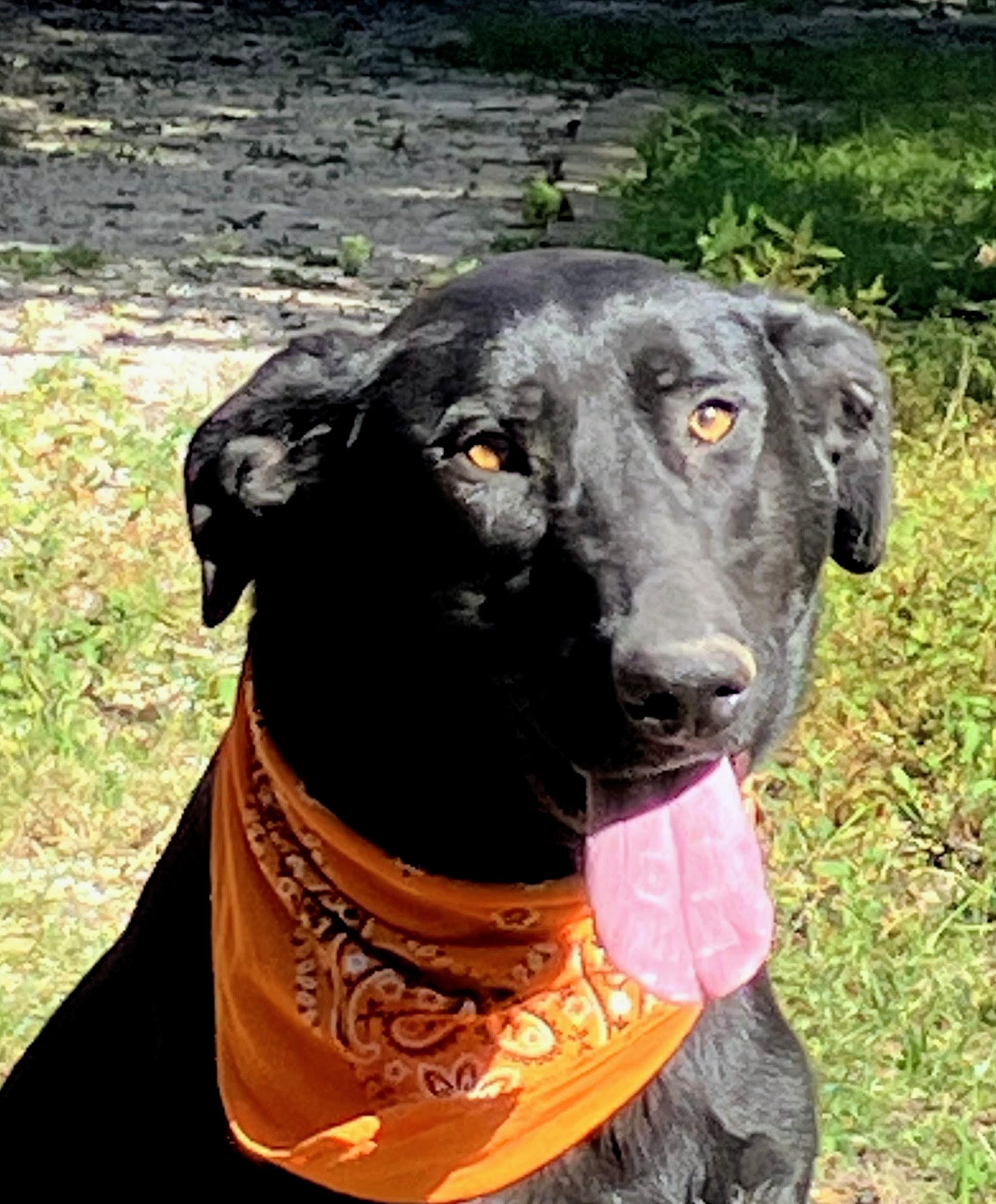 Roxy, Adoptable, Young Female Black Labrador Retriever & Labrador Retriever.