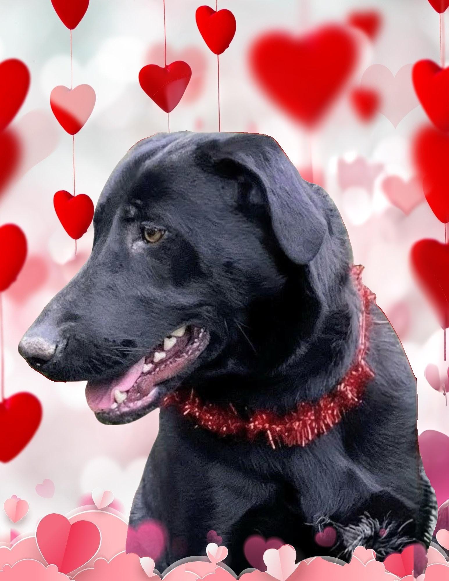 Enlarge Roxy, a hold mixed breed in Willington, CT image 1/6