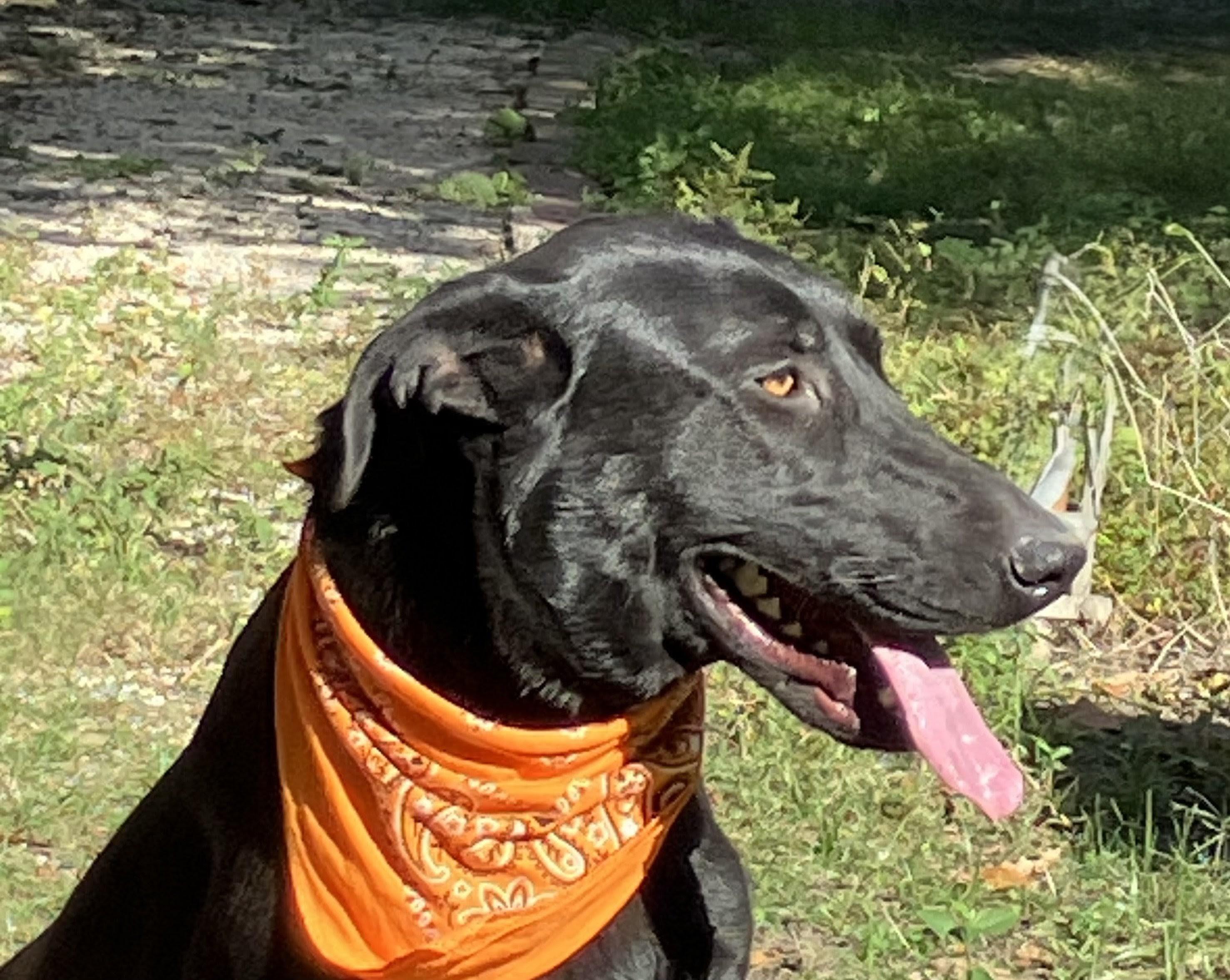 Enlarge Roxy, a Adoptable mixed breed in Willington, CT image 3/6