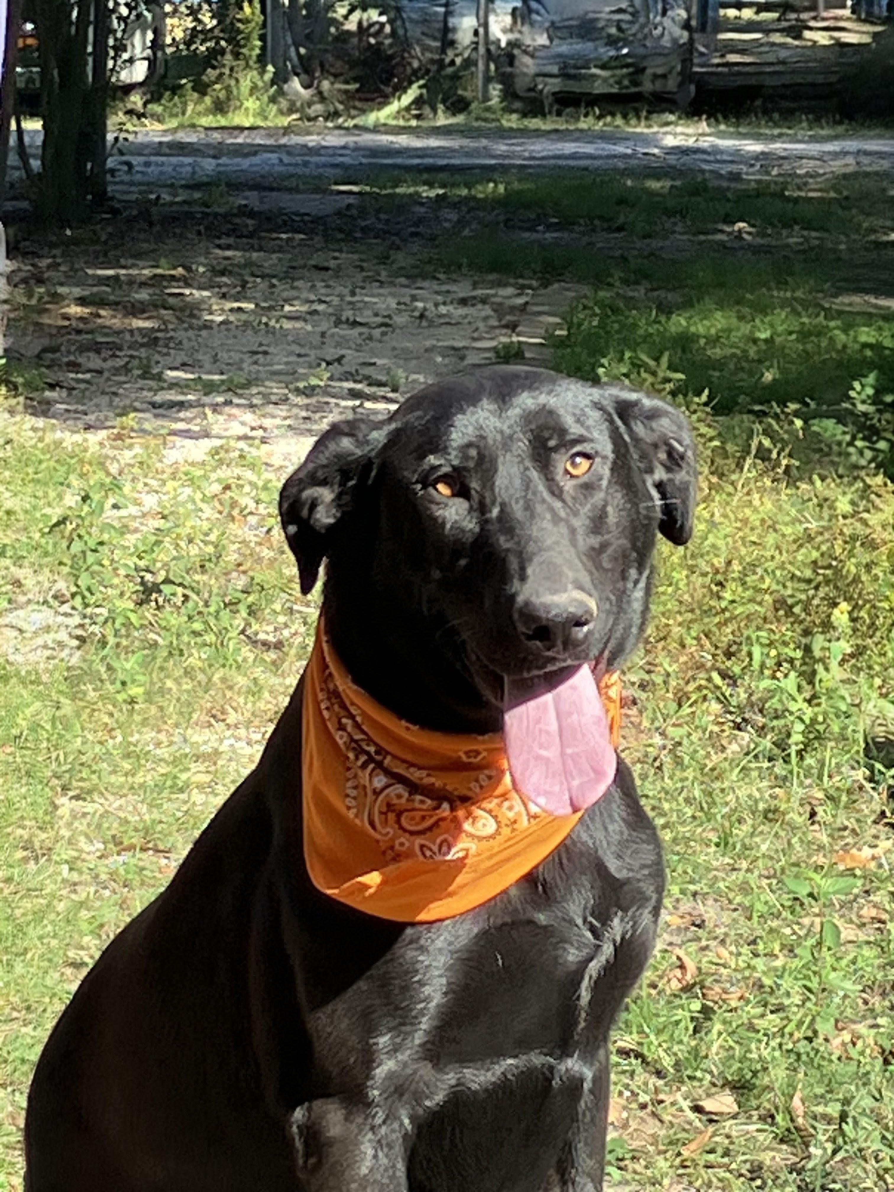 Enlarge Roxy, a Adoptable mixed breed in Willington, CT image 2/6