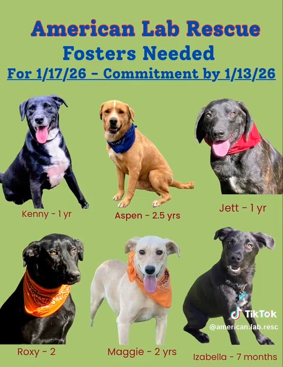 Enlarge Roxy, a Adoptable mixed breed in Willington, CT video 6/6