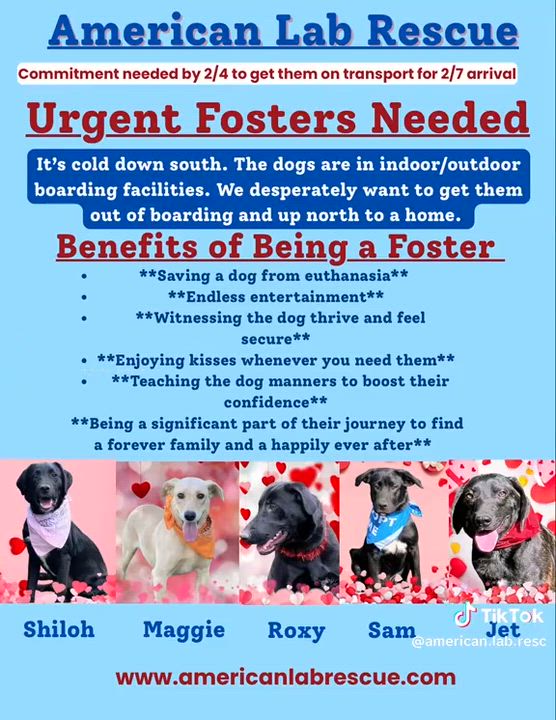 Enlarge Roxy, a hold mixed breed in Willington, CT video 6/6