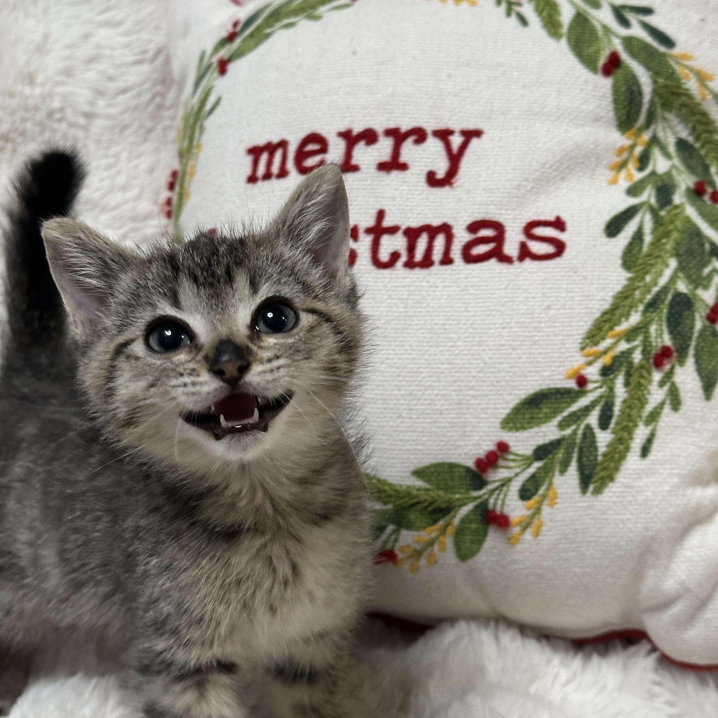 Enlarge Casper, a ADOPTABLE Tabby in Pasco, WA image 1/6