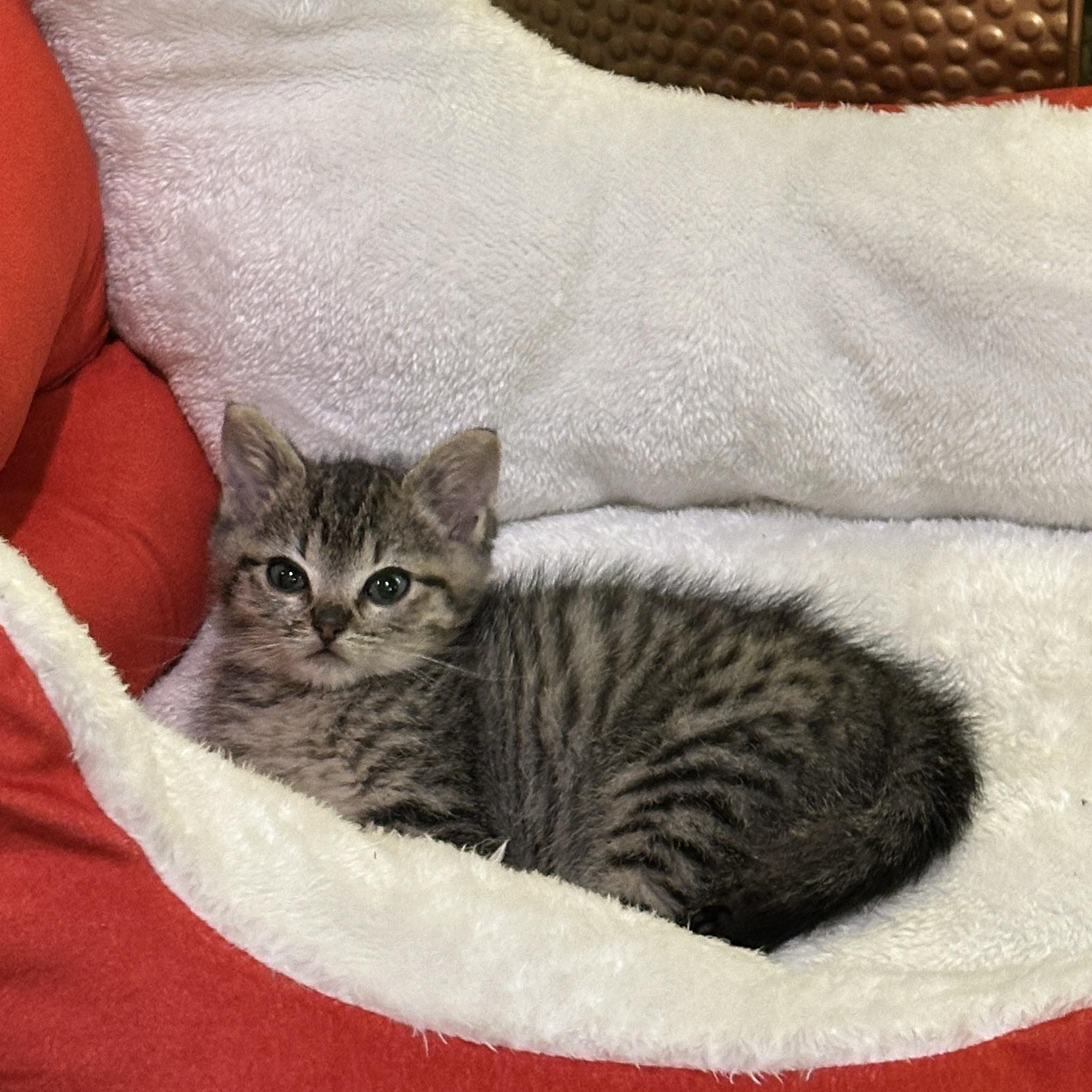 Enlarge Casper, a ADOPTABLE Tabby in Pasco, WA image 2/6
