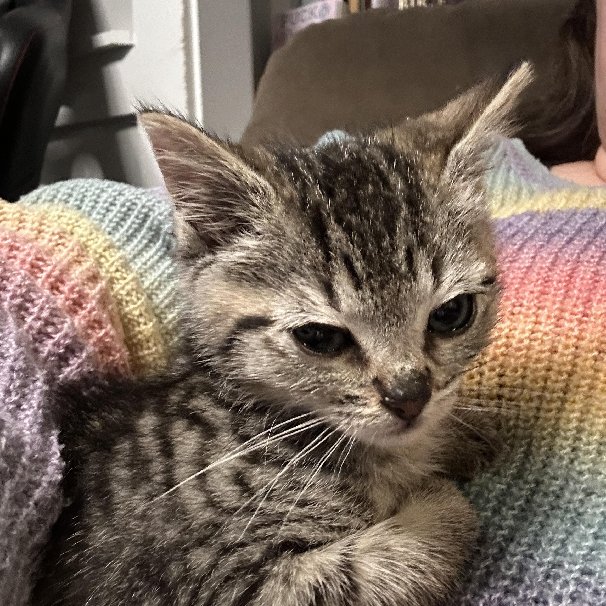 Enlarge Casper, a ADOPTABLE Tabby in Pasco, WA image 3/6
