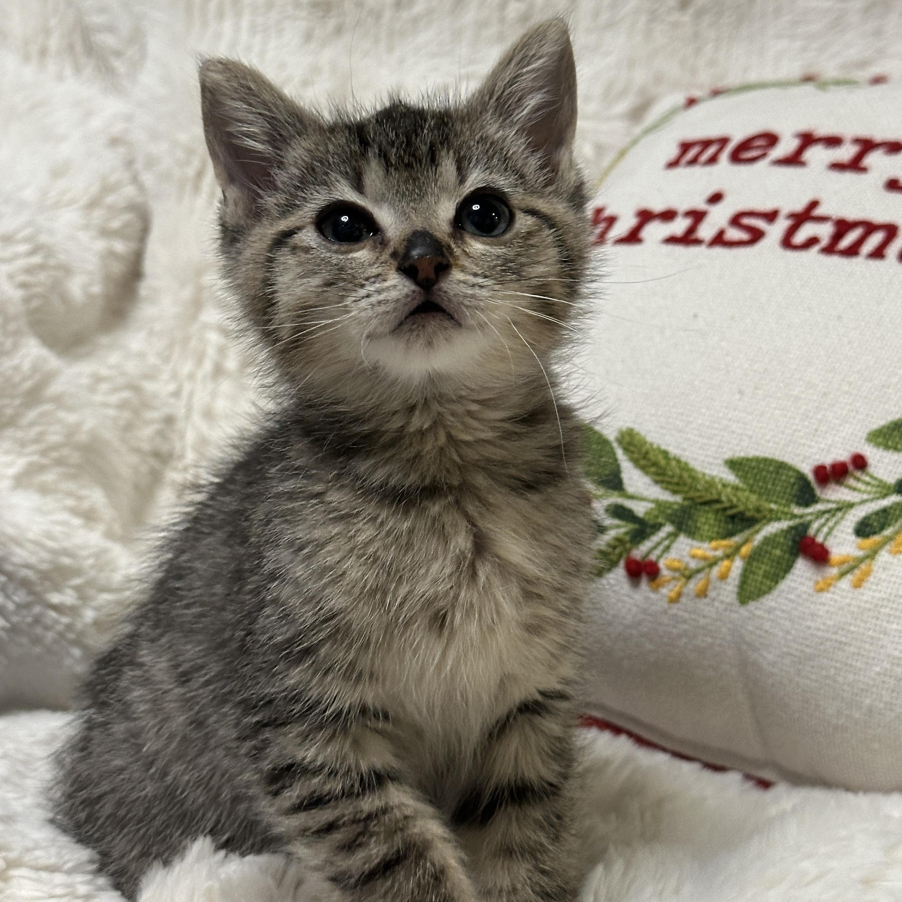 Enlarge Casper, a ADOPTABLE Tabby in Pasco, WA image 4/6