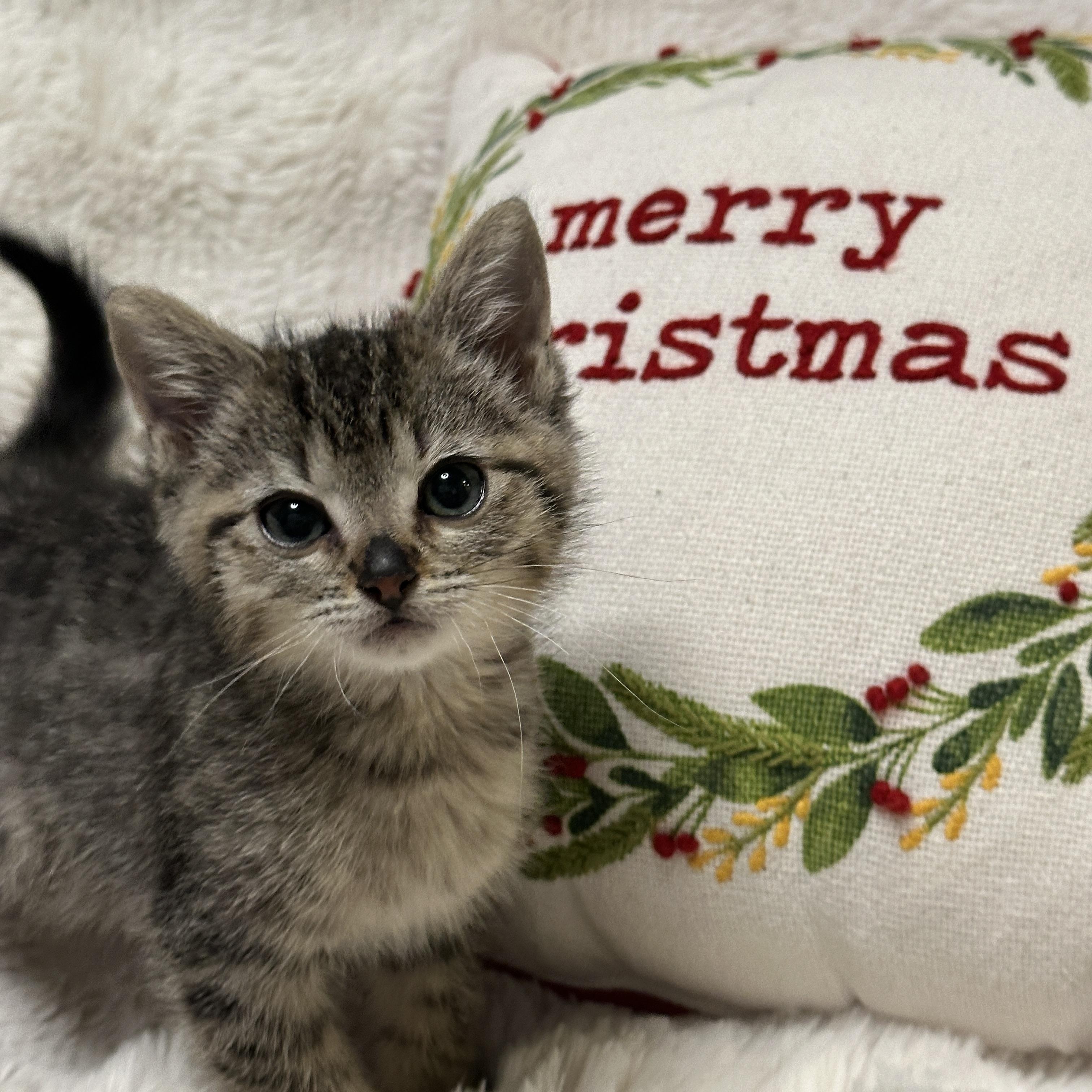 Enlarge Casper, a ADOPTABLE Tabby in Pasco, WA image 5/6
