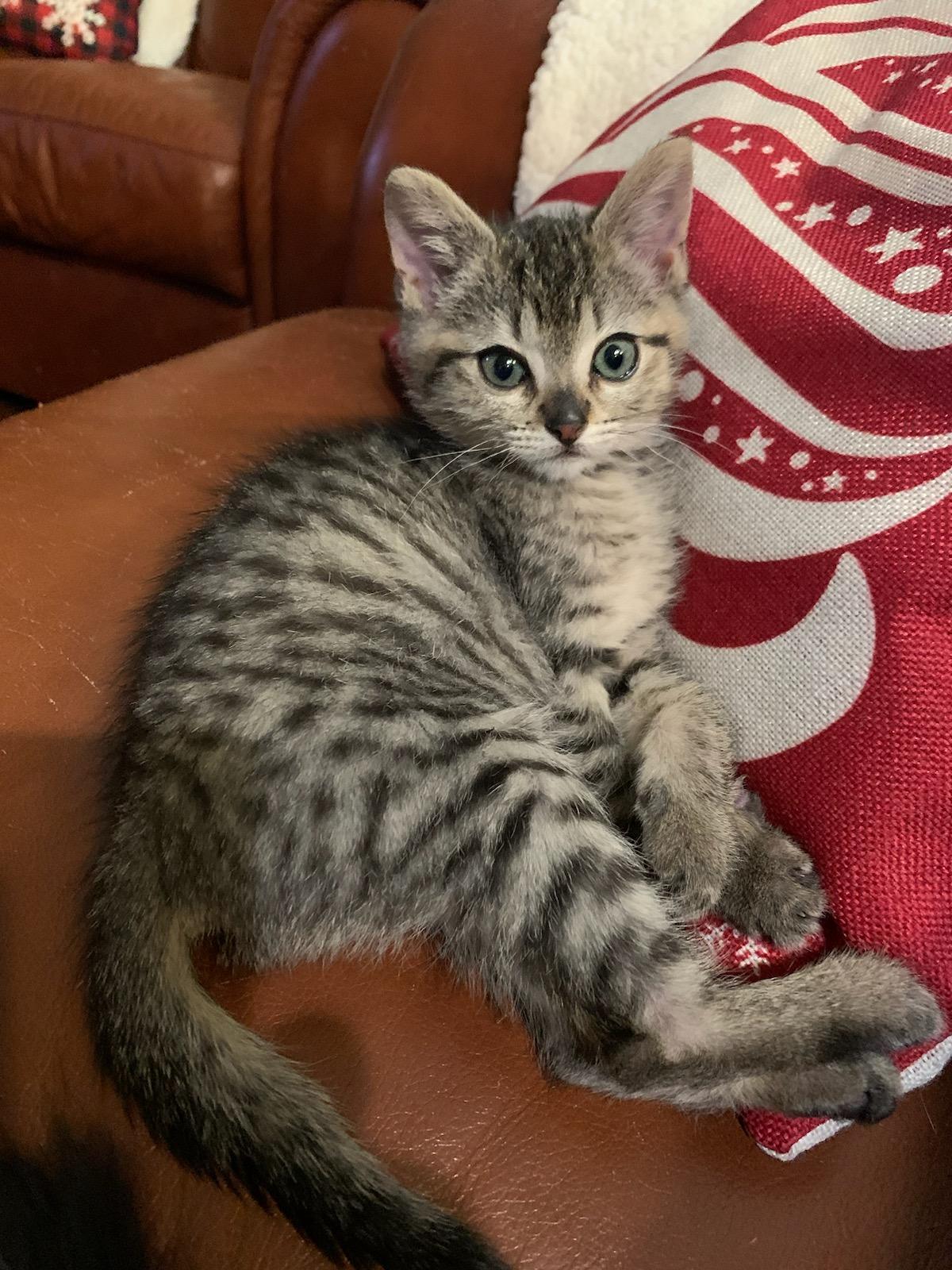 Enlarge Casper, a ADOPTABLE Tabby in Pasco, WA image 6/6