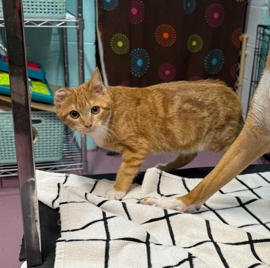 Enlarge Tiger, a Adoptable Domestic Short Hair in Crookston, MN image 1/4