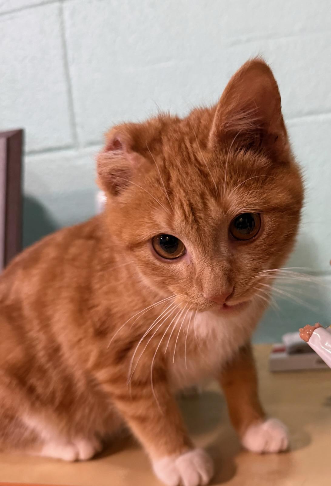 Enlarge Tiger, a Adoptable Domestic Short Hair in Crookston, MN image 2/4