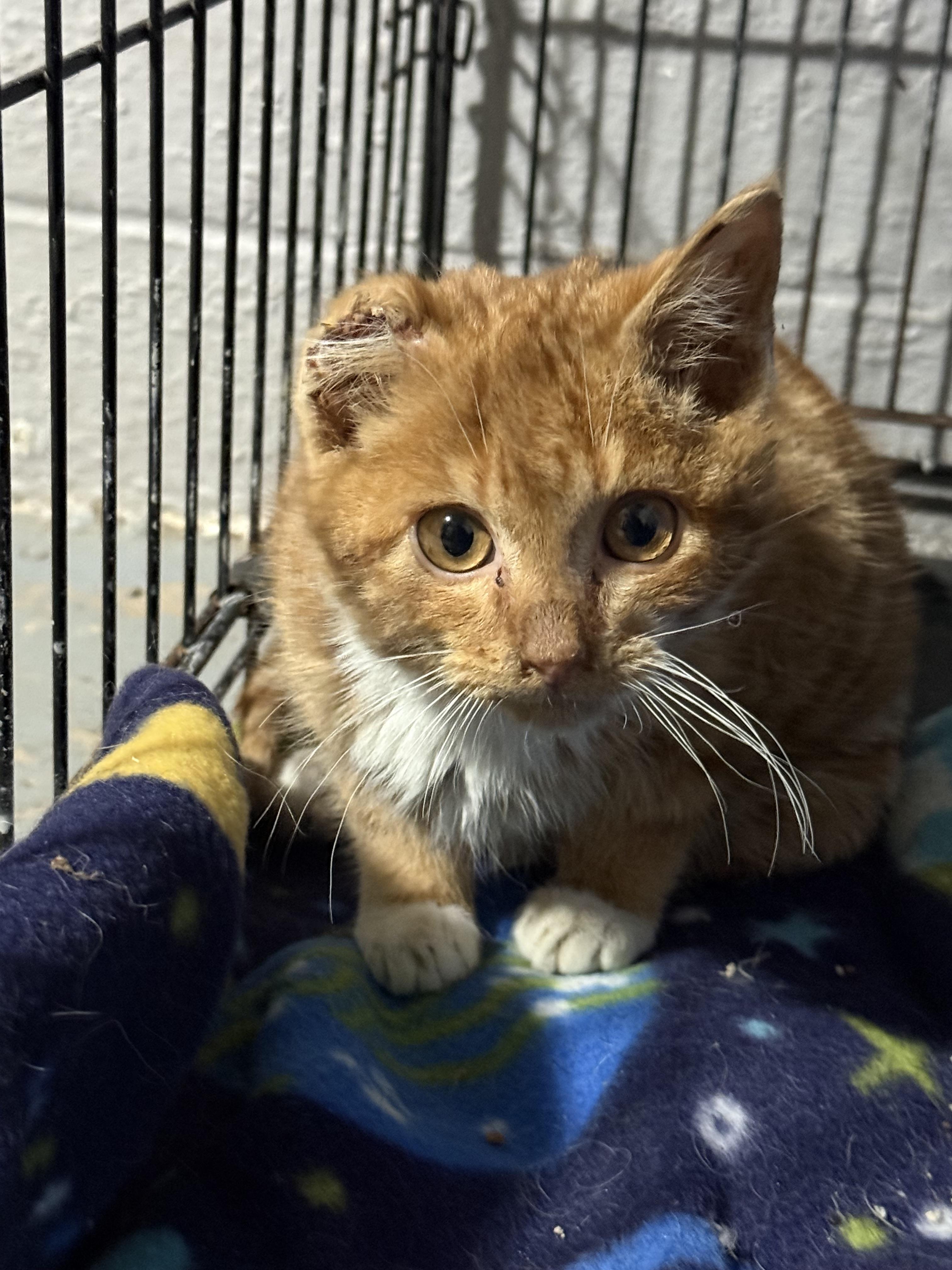 Enlarge Tiger, a Adoptable Domestic Short Hair in Crookston, MN image 1/1