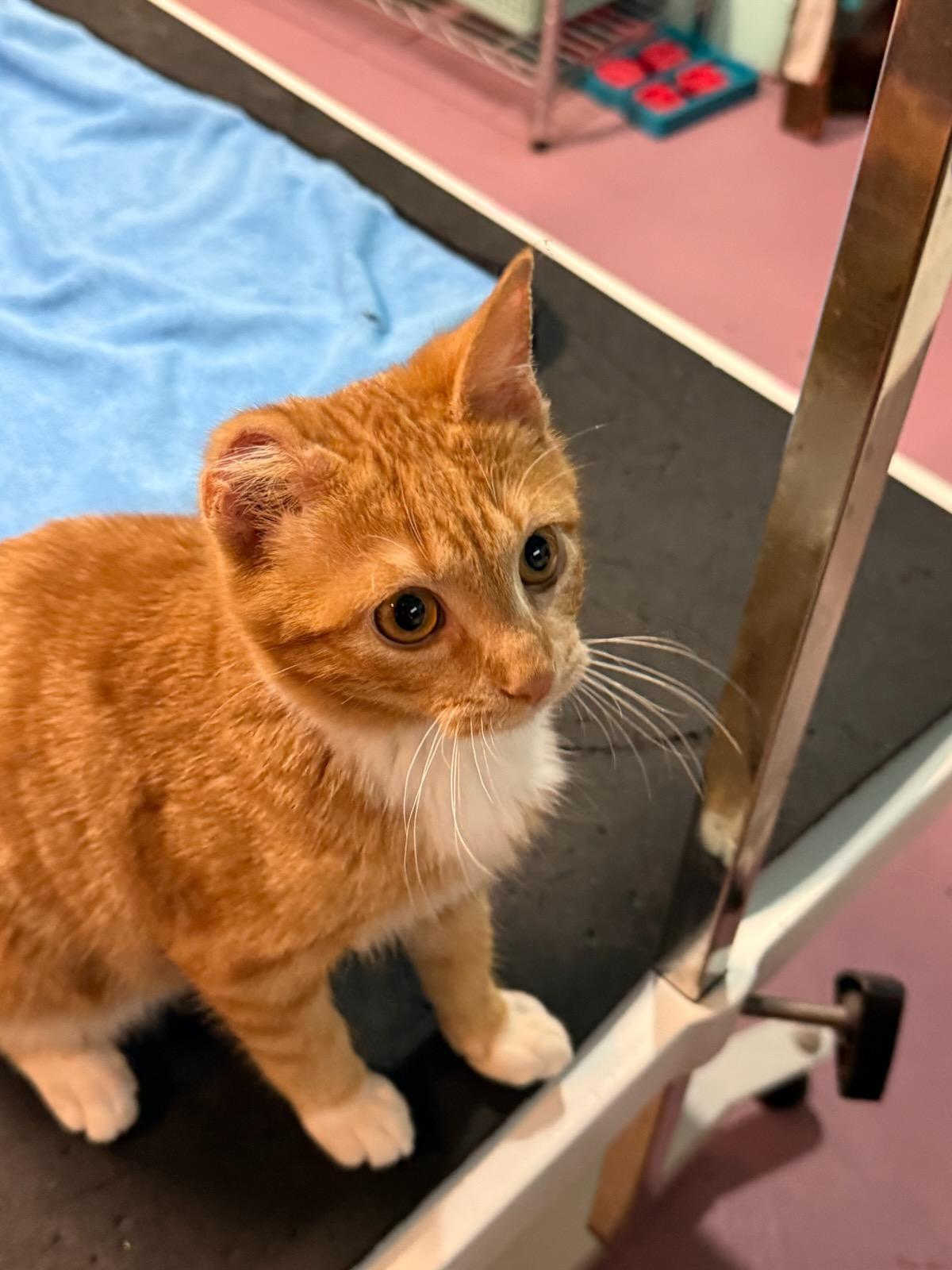 Enlarge Tiger, a Adoptable Domestic Short Hair in Crookston, MN image 4/4