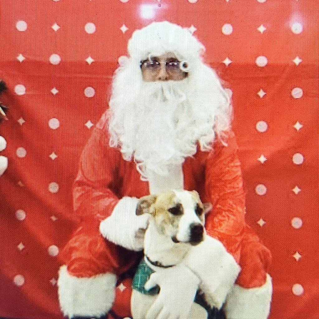 Lenny NN, a Adoptable Terrier in Austin, TX image 1/6