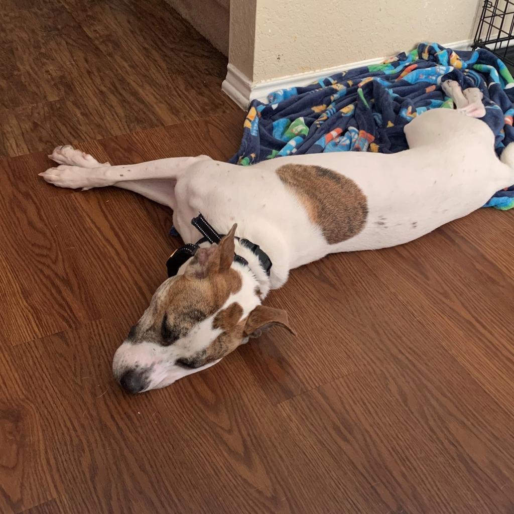 Lenny NN, a Adoptable Terrier in Austin, TX image 2/6