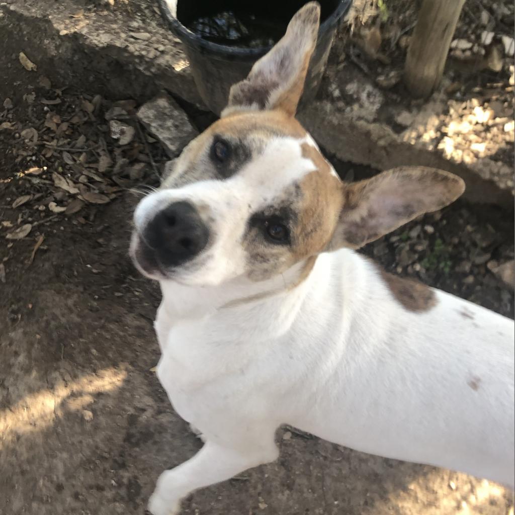 Lenny NN, a Adoptable Terrier in Austin, TX image 5/6