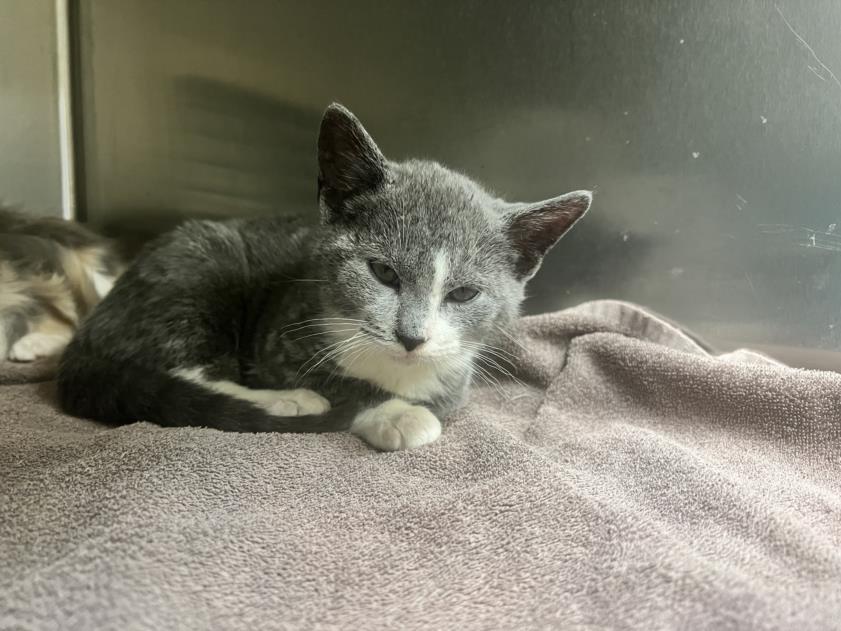 Enlarge ROMEO, a Adoptable Domestic Short Hair in Chapel Hill, NC image 1/1