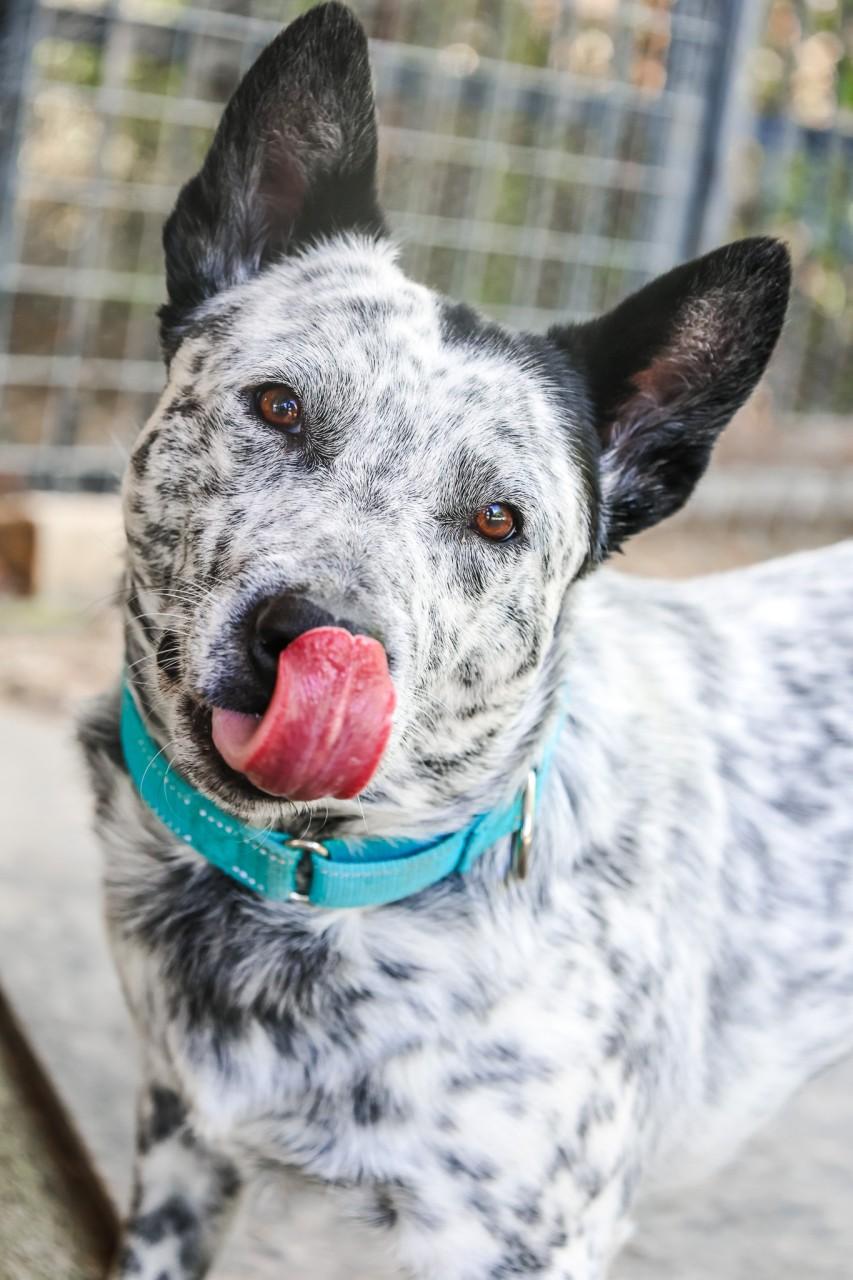 Enlarge Slade, a Adoptable mixed breed in Mansfield, TX image 6/6