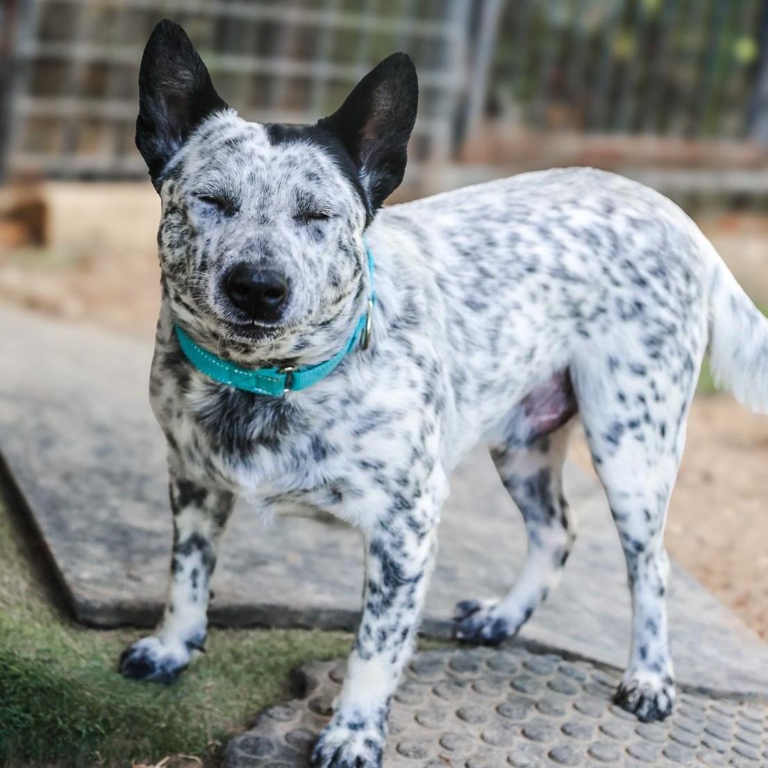 Enlarge Slade, a Adoptable mixed breed in Mansfield, TX image 4/6