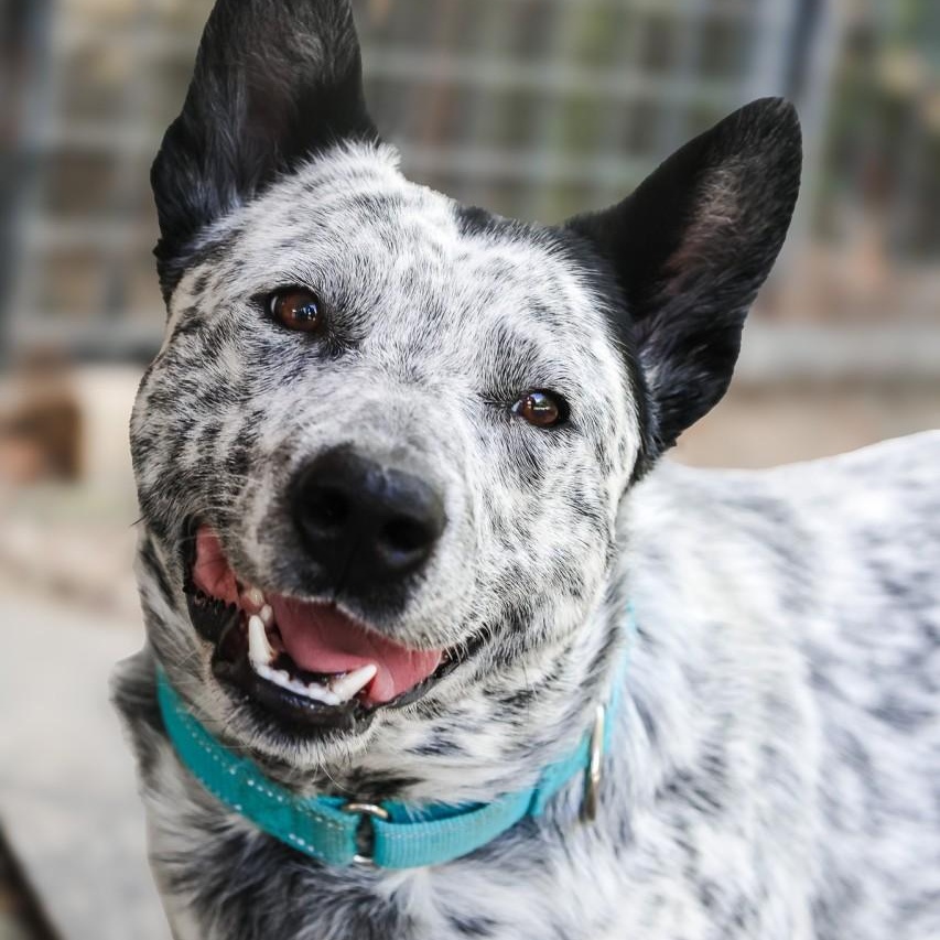 Slade, Adoptable, Young Male Australian Cattle Dog / Blue Heeler.