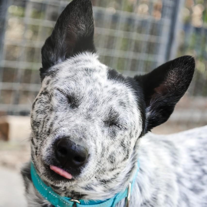 Enlarge Slade, a Adoptable mixed breed in Mansfield, TX image 5/6