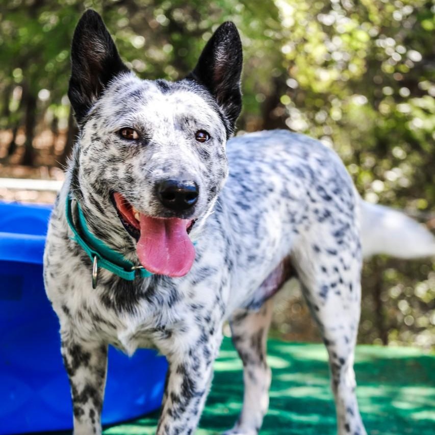 Enlarge Slade, a Adoptable mixed breed in Mansfield, TX image 3/6