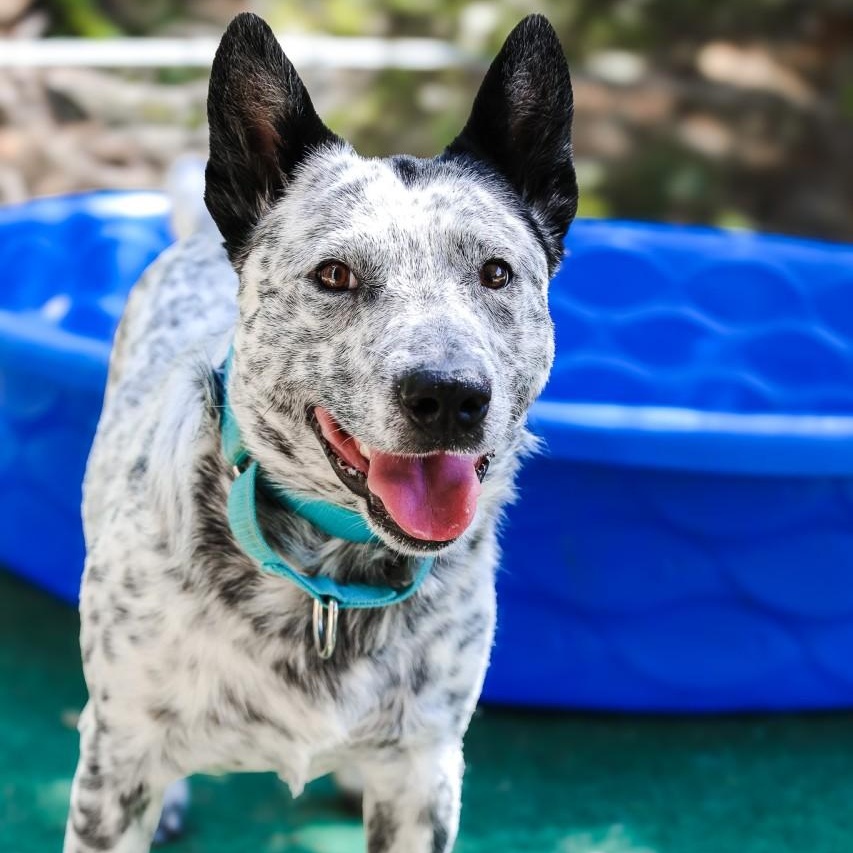 Enlarge Slade, a Adoptable mixed breed in Mansfield, TX image 2/6