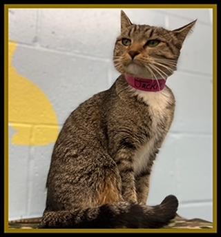 JACKIE, Adoptable, Adult Female Domestic Short Hair.