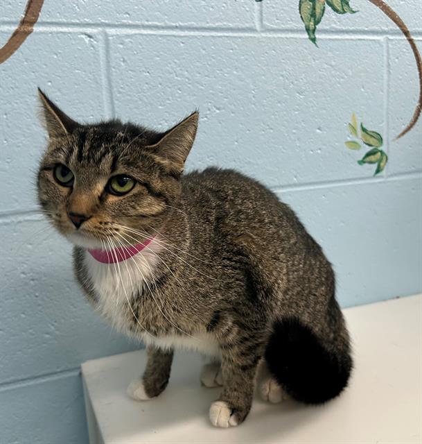 Enlarge JACKIE, a Adoptable Domestic Short Hair in Peoria, IL image 1/1