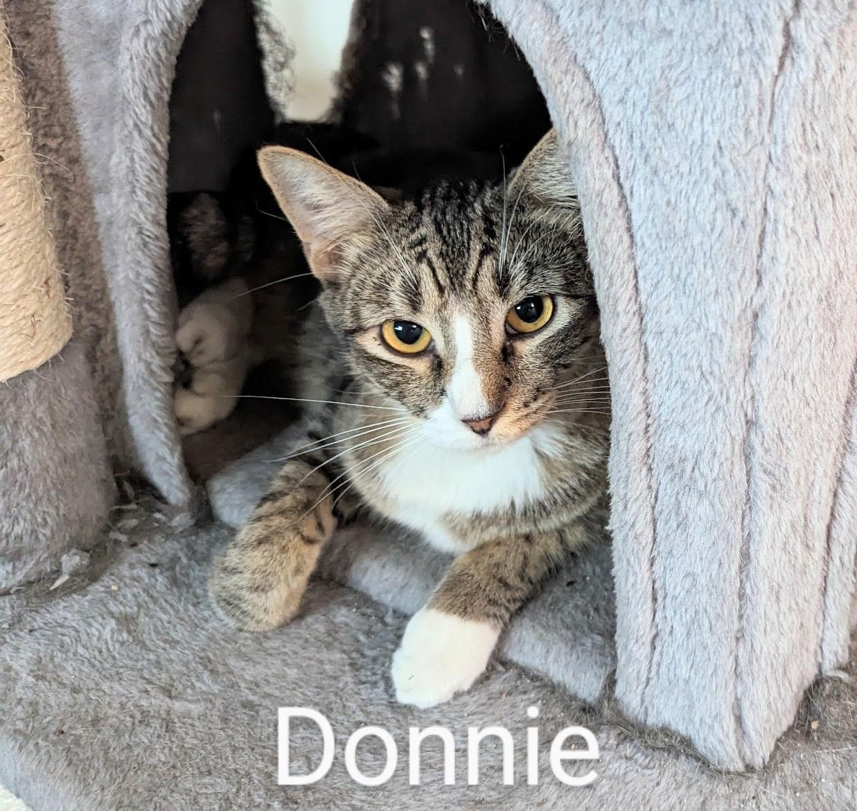 Enlarge Donnie, a Adoptable American Shorthair in Fort Myers Beach, FL image 1/2