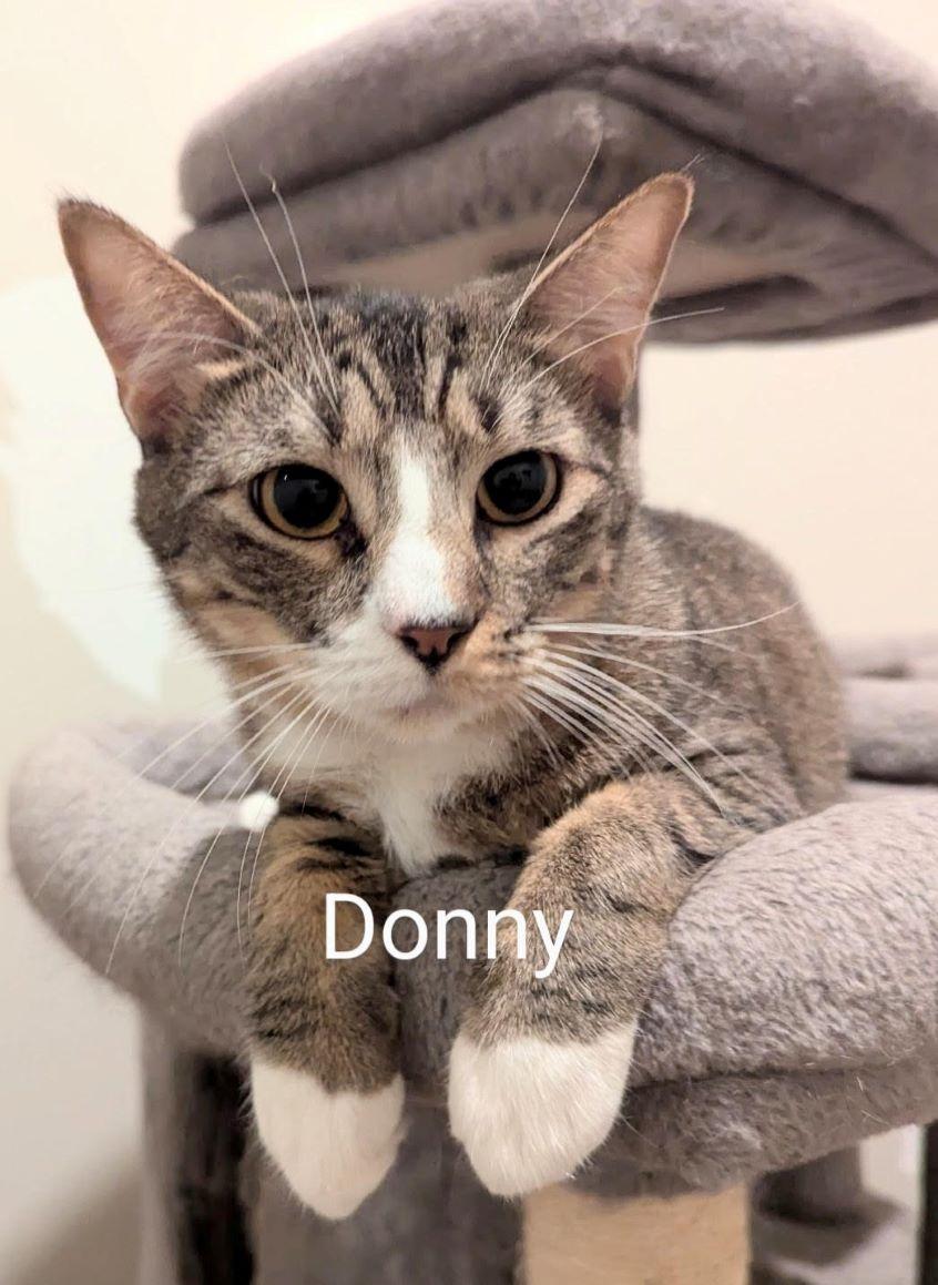 Enlarge Donnie, a Adoptable American Shorthair in Fort Myers Beach, FL image 2/2