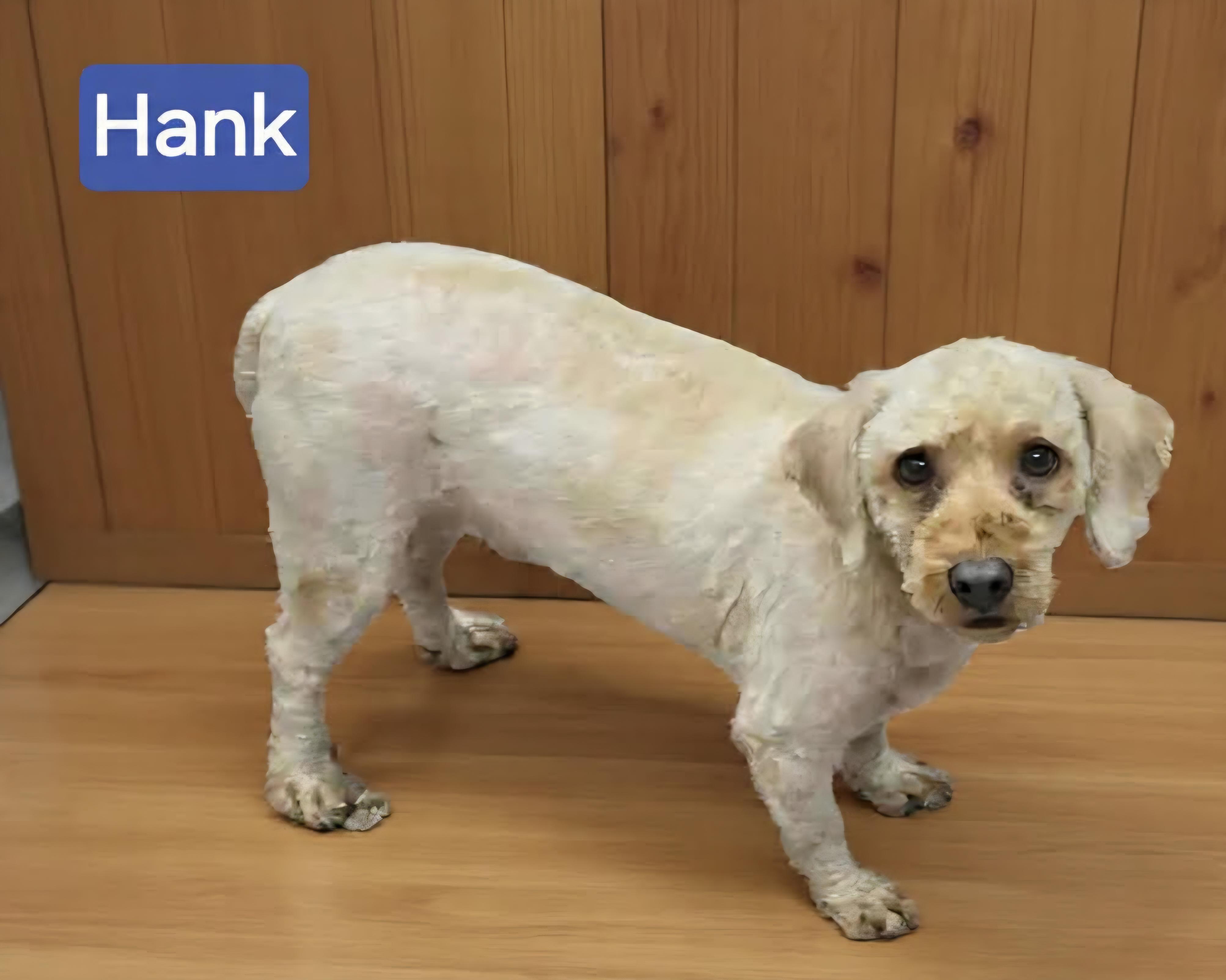 Hank, adoptable, Adult Male Poodle (Toy).