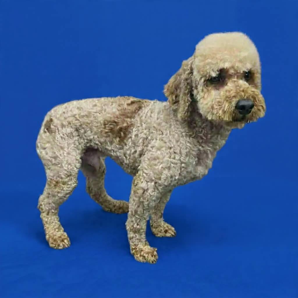 Enlarge Hank, an adoptable Poodle (Toy) in Wheelersburg, OH image 3/4