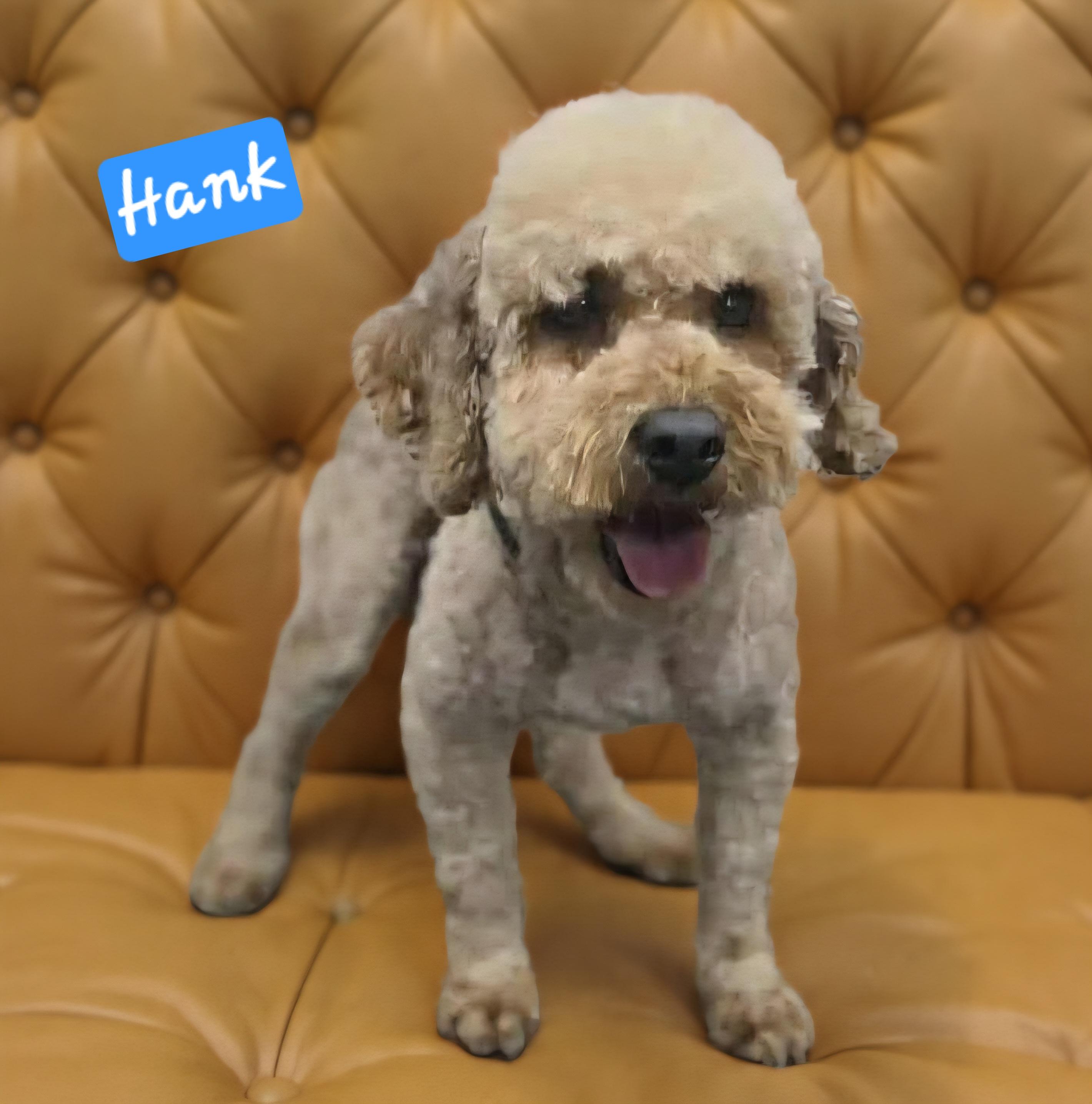 Enlarge Hank, an adoptable Poodle (Toy) in Wheelersburg, OH image 4/4