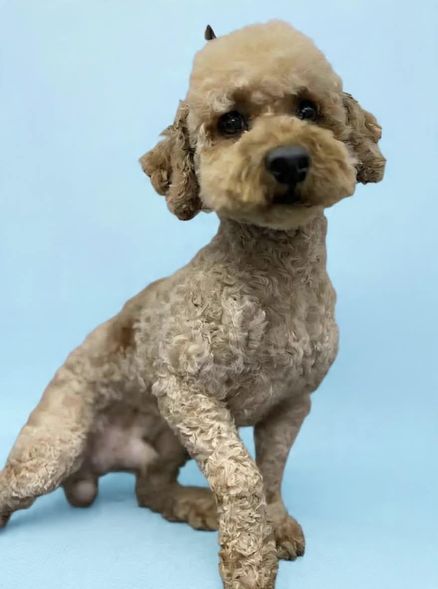 Enlarge Hank, an adoptable Poodle (Toy) in Wheelersburg, OH image 2/4