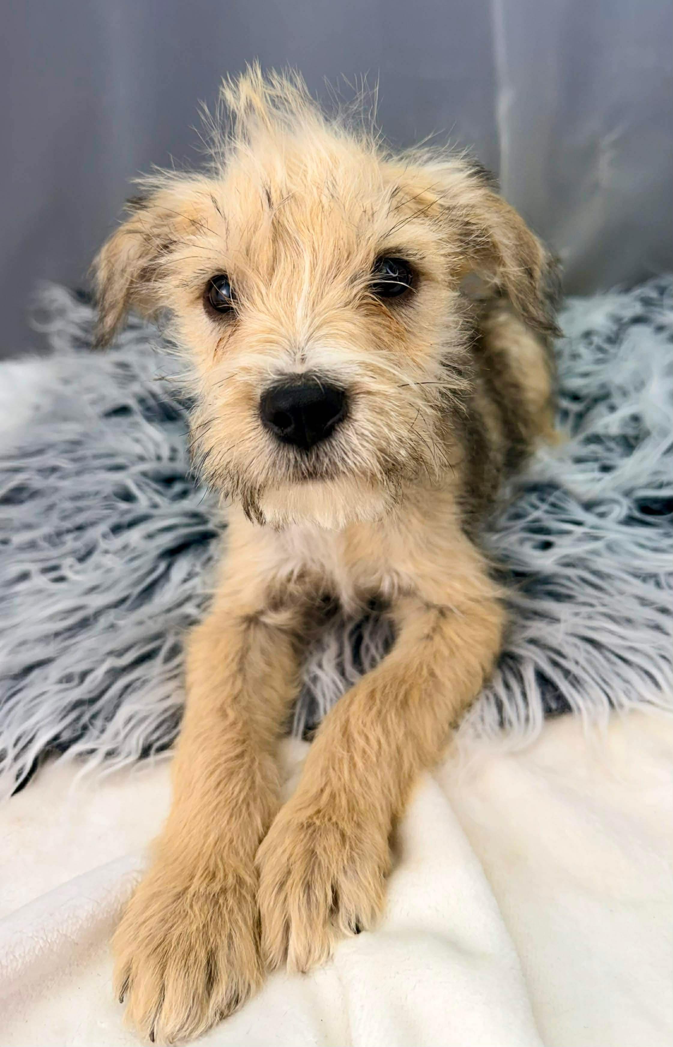 Enlarge Button, a Adoptable mixed breed in Foley, AL image 4/6