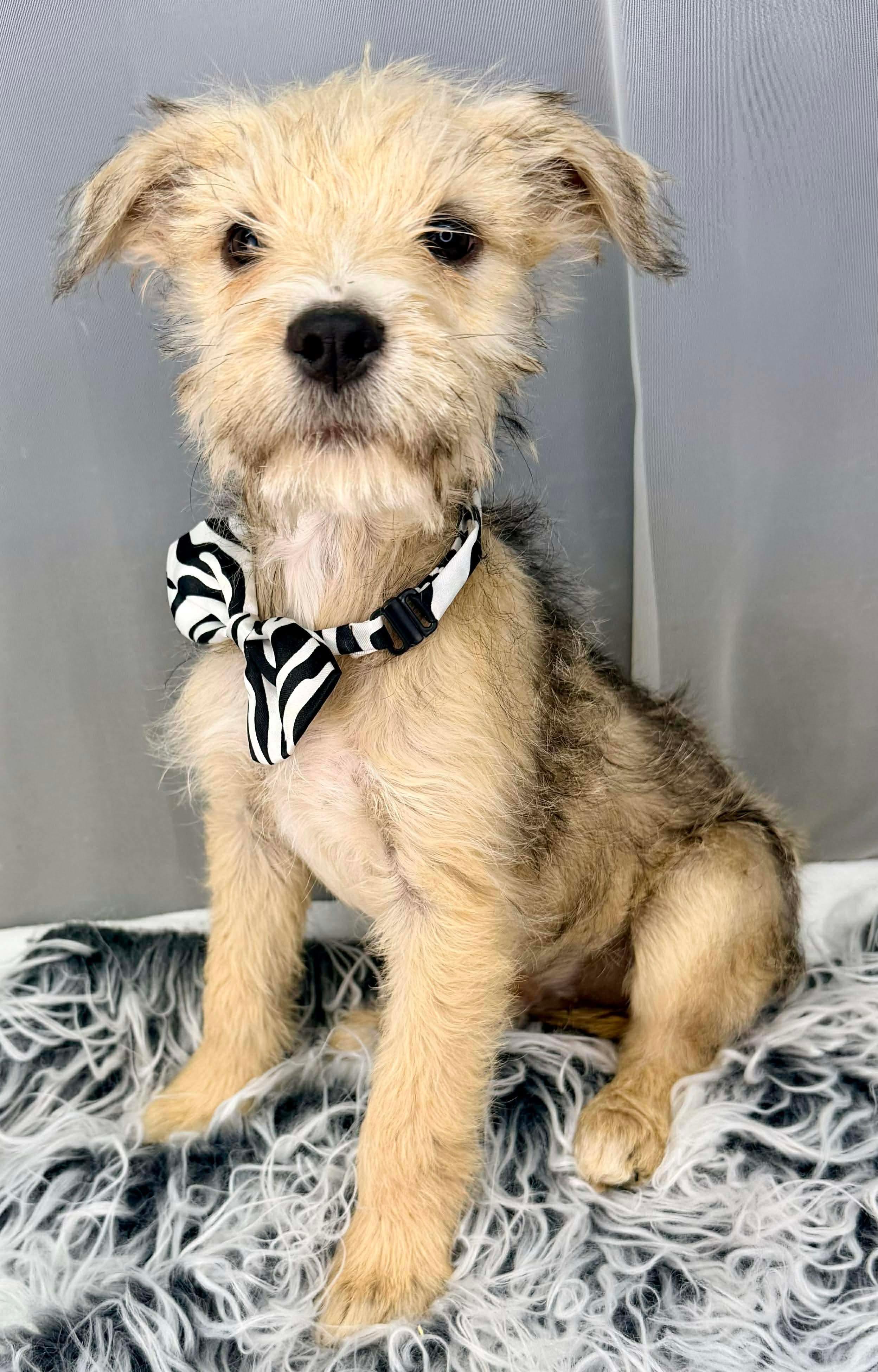 Enlarge Button, a Adoptable mixed breed in Foley, AL image 3/6