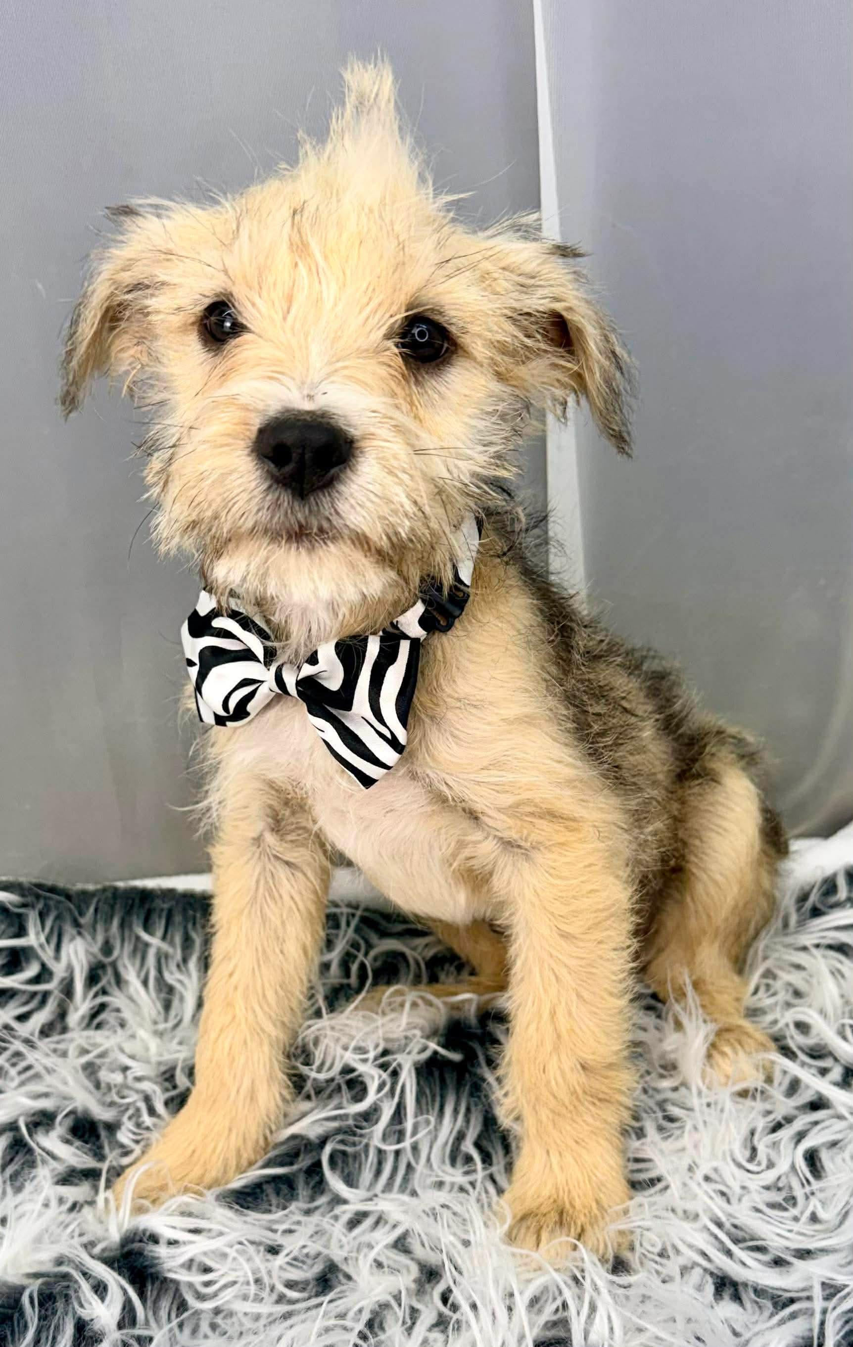 Enlarge Button, a Adoptable mixed breed in Foley, AL image 1/6