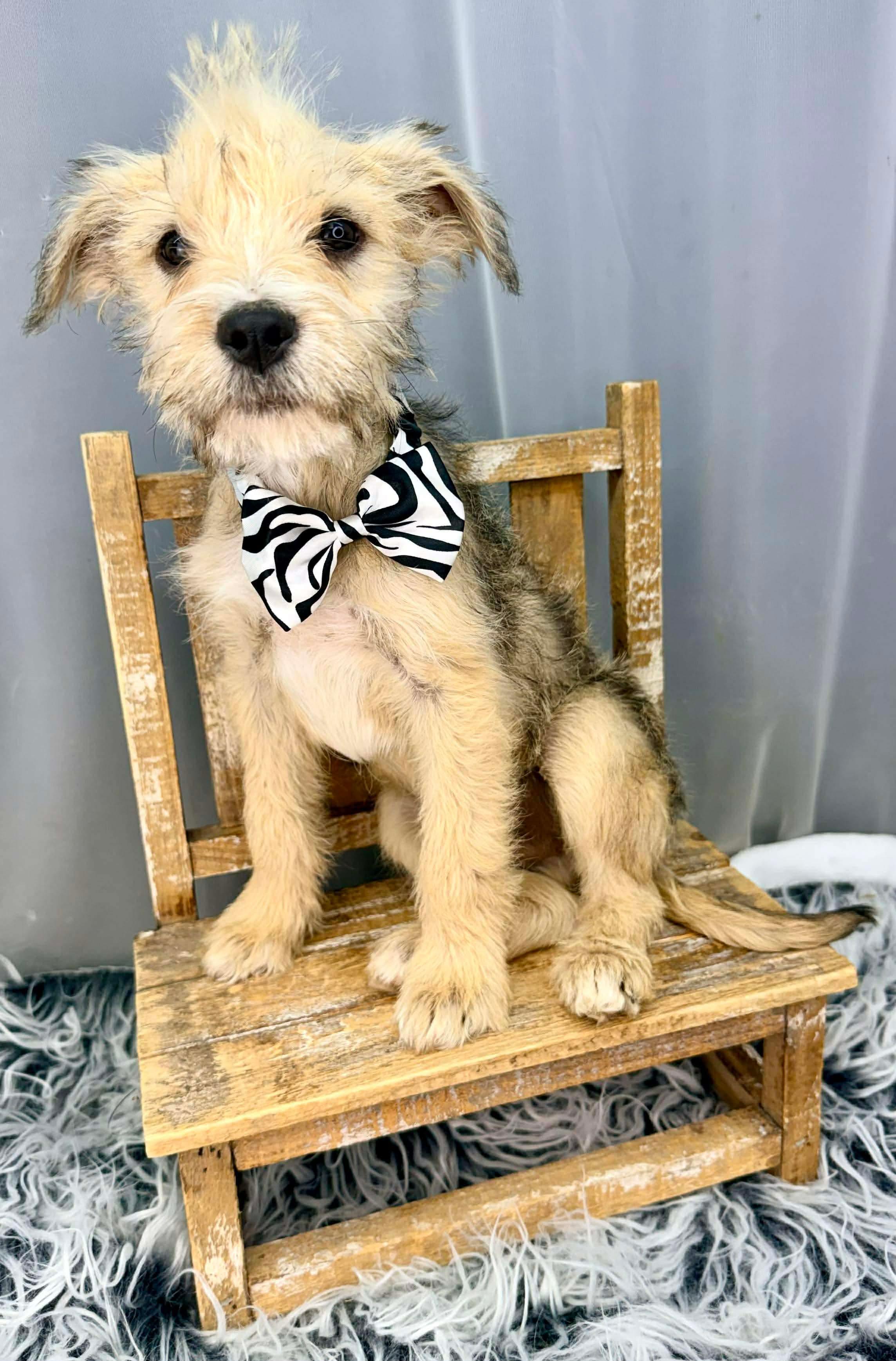 Enlarge Button, a Adoptable mixed breed in Foley, AL image 2/6